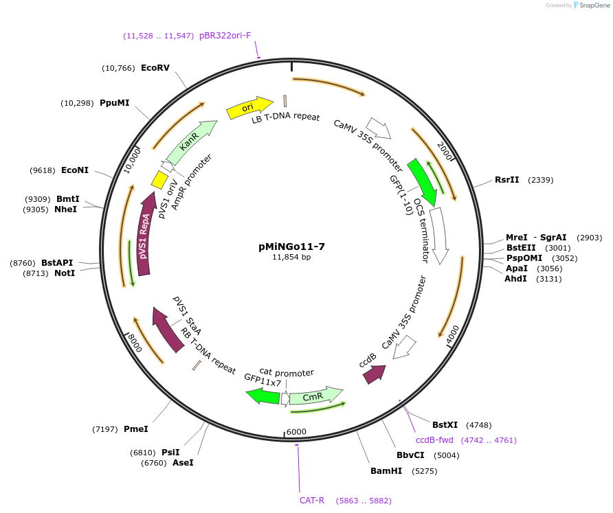 126057-plasmid-map-sequence-id-246973