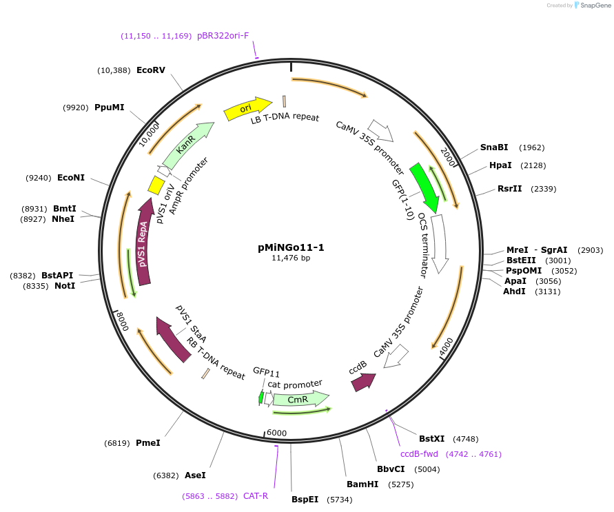 126056-plasmid-map-sequence-id-246974