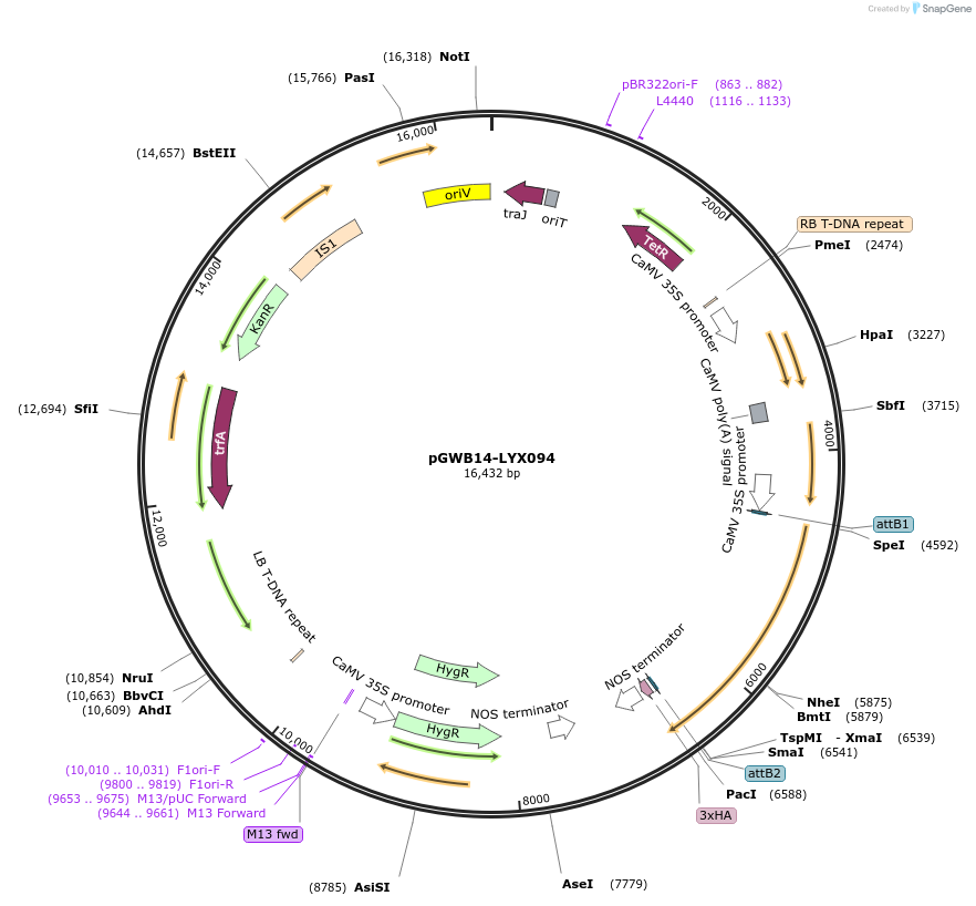 126312-plasmid-map-sequence-id-246976