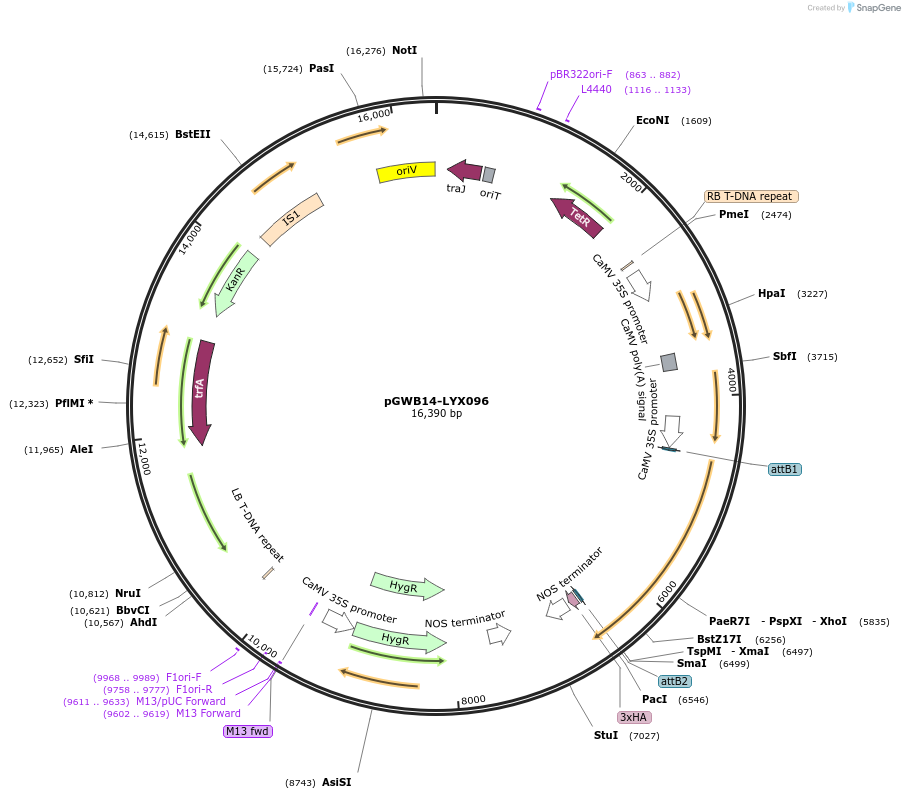 126314-plasmid-map-sequence-id-246979