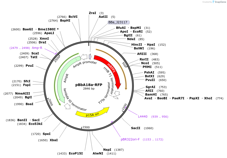 126103-plasmid-map-sequence-id-246983