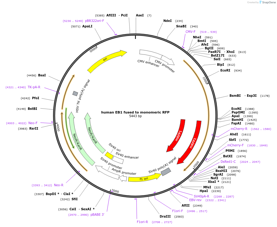 39323-plasmid-map-sequence-id-246984