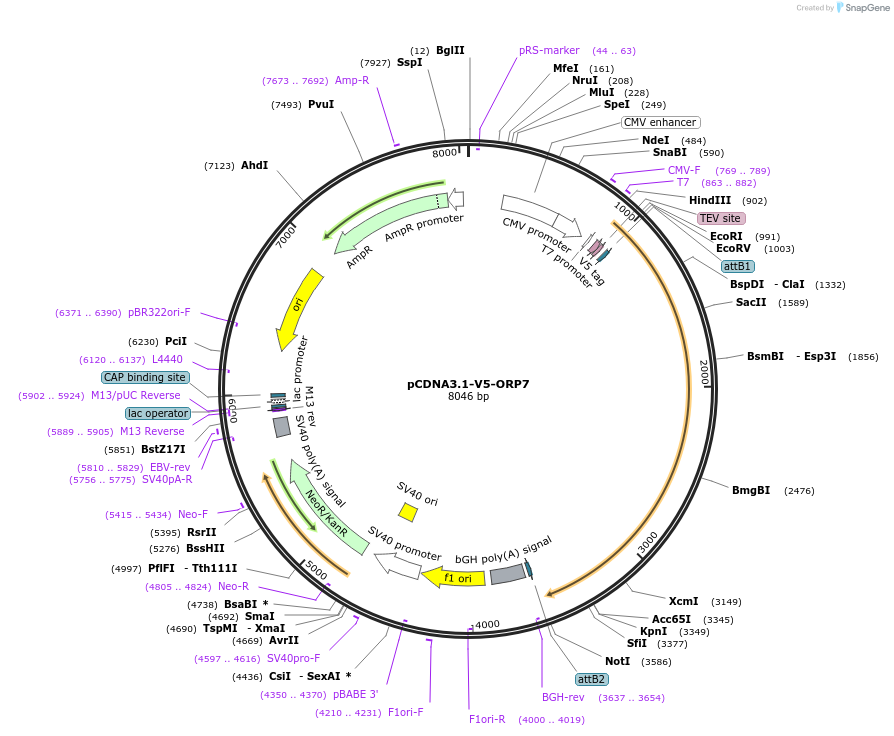 127235-plasmid-map-sequence-id-246990