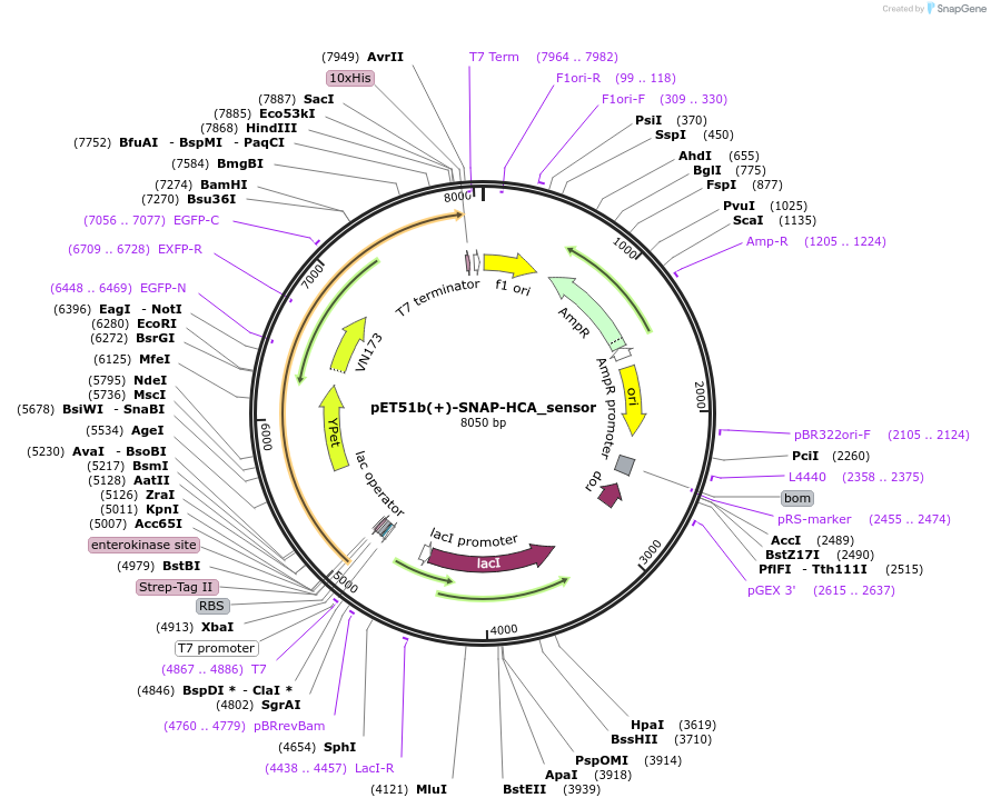 127181-plasmid-map-sequence-id-246994