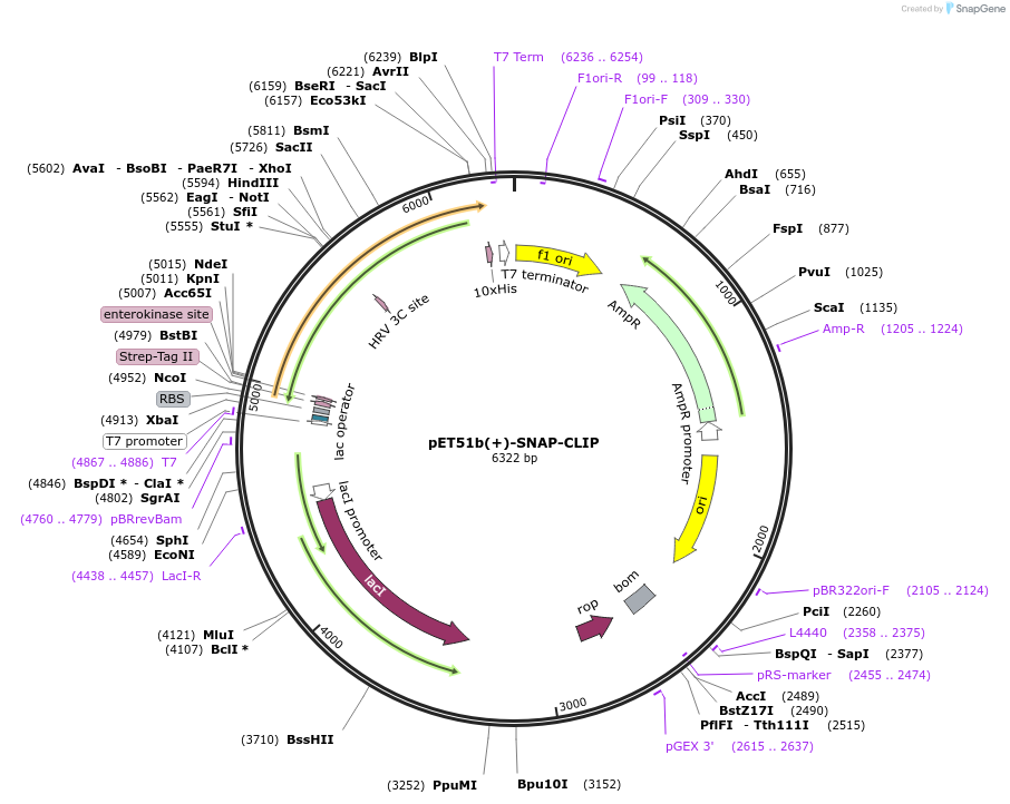 127180-plasmid-map-sequence-id-246997