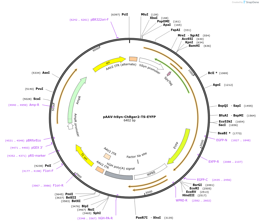 127237-plasmid-map-sequence-id-246998