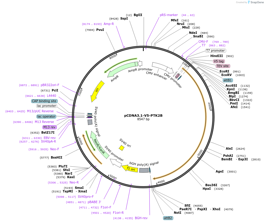 127233-plasmid-map-sequence-id-246999