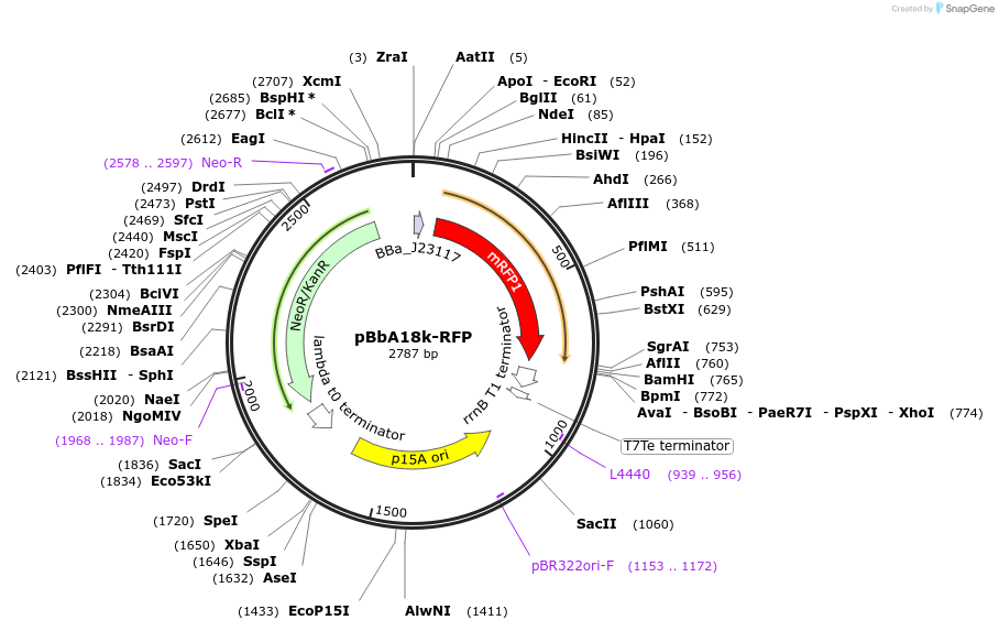 126107-plasmid-map-sequence-id-247001