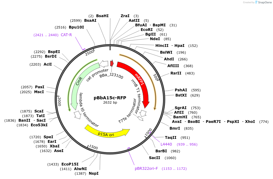 126108-plasmid-map-sequence-id-247002