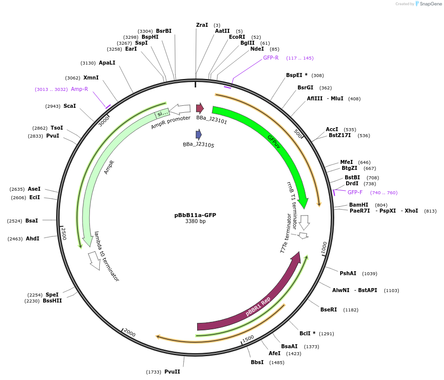 126114-plasmid-map-sequence-id-247009