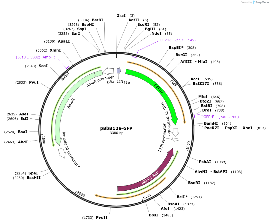 126115-plasmid-map-sequence-id-247010