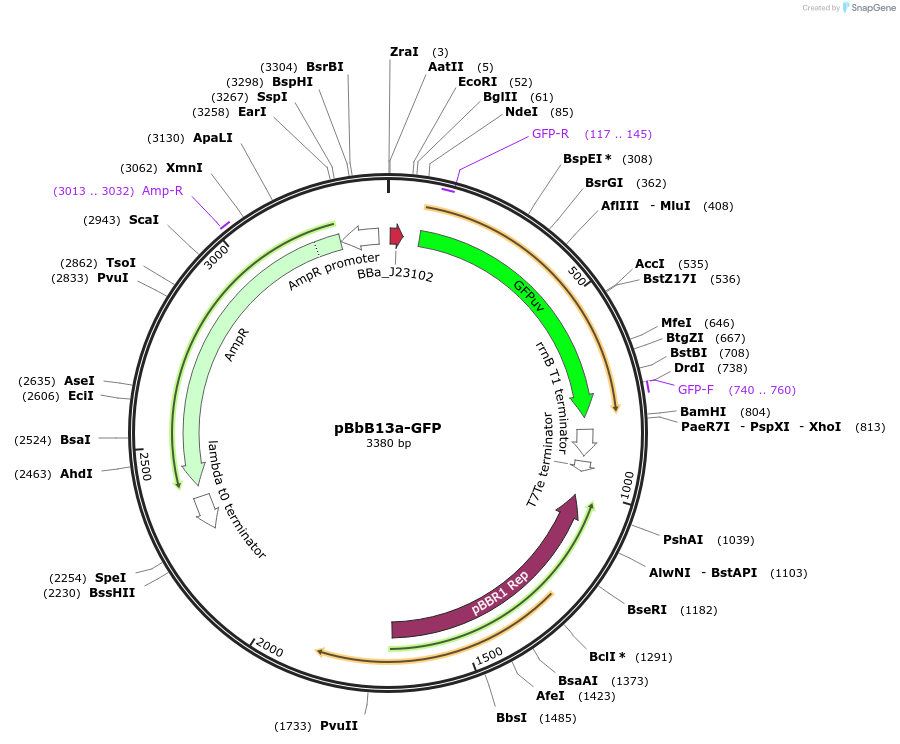 126116-plasmid-map-sequence-id-247011