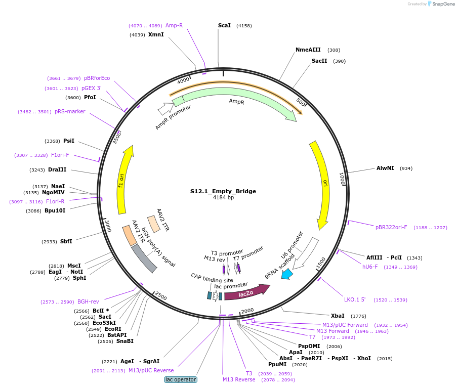 127670-plasmid-map-sequence-id-247048