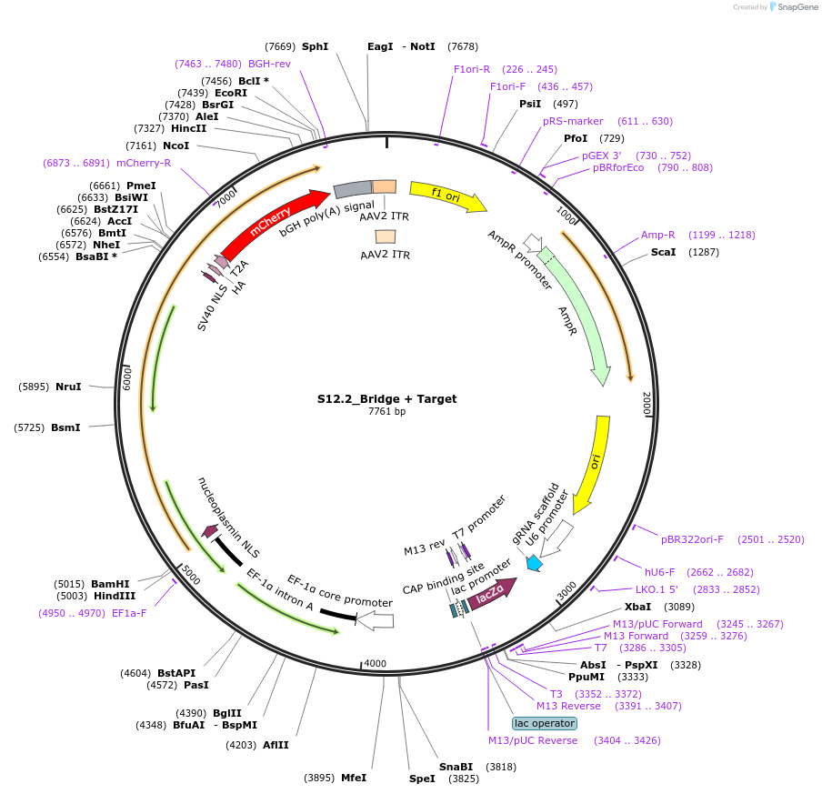 127671-plasmid-map-sequence-id-247050