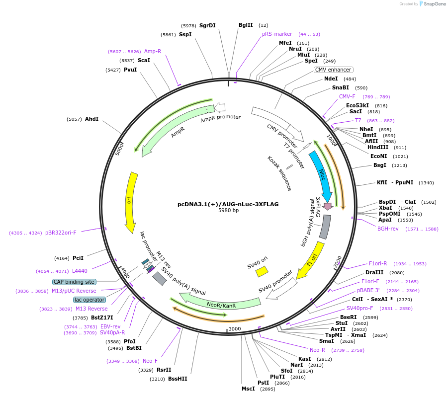 127299-plasmid-map-sequence-id-247054