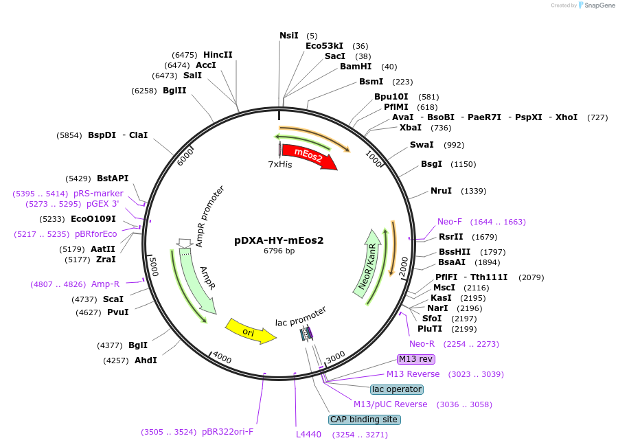 126805-plasmid-map-sequence-id-247057