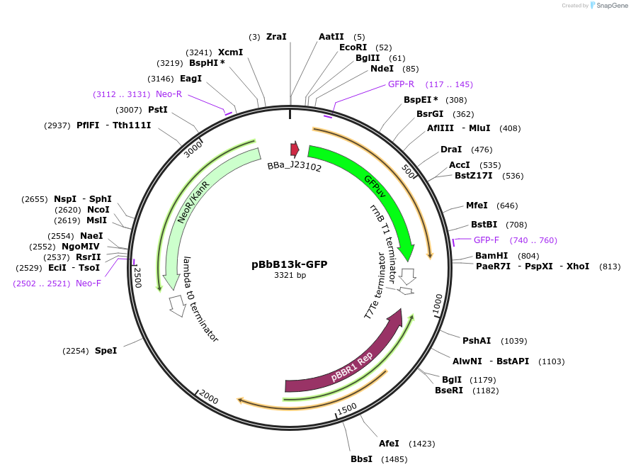 126122-plasmid-map-sequence-id-247061