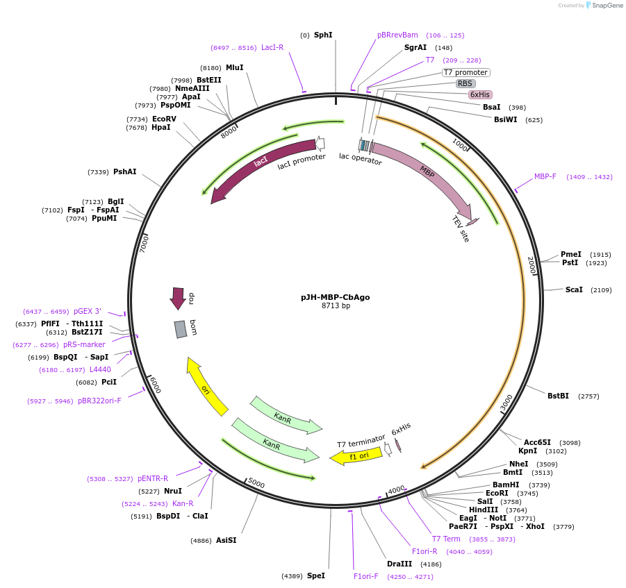 127707-plasmid-map-sequence-id-247065