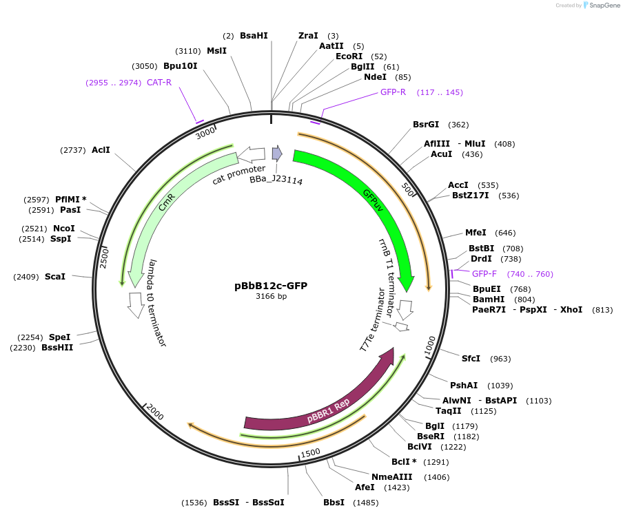 126127-plasmid-map-sequence-id-247067