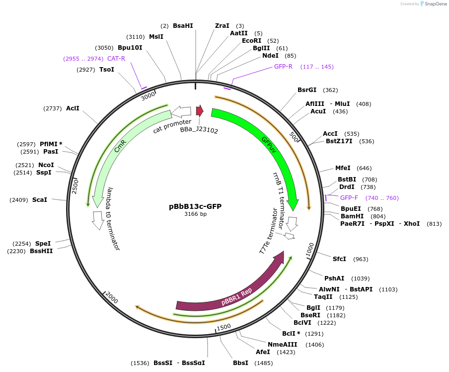 126128-plasmid-map-sequence-id-247068