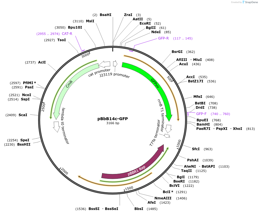 126129-plasmid-map-sequence-id-247069