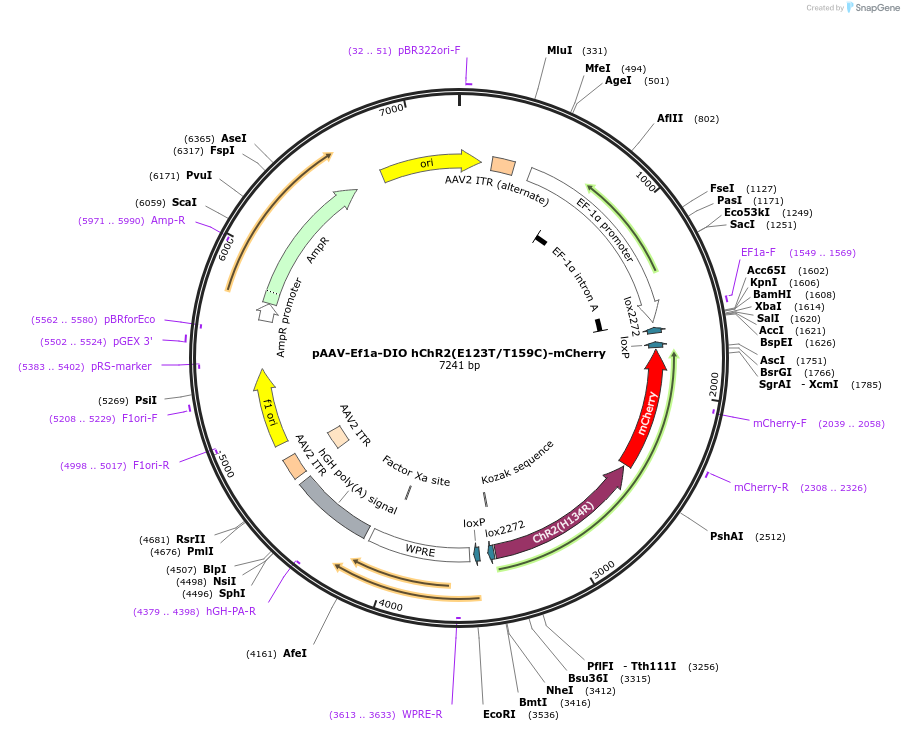 35510-plasmid-map-sequence-id-247071
