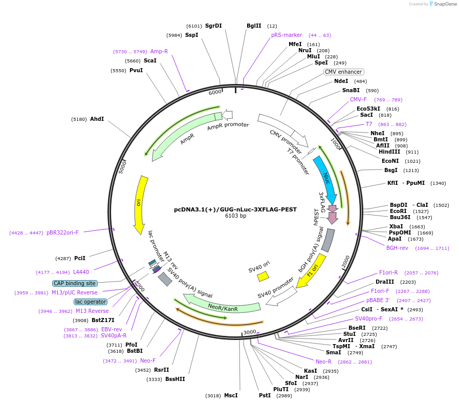 127314-plasmid-map-sequence-id-247077