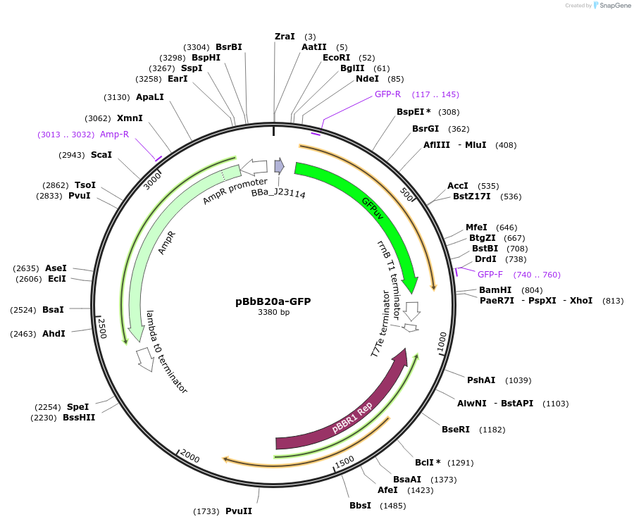 126132-plasmid-map-sequence-id-247080