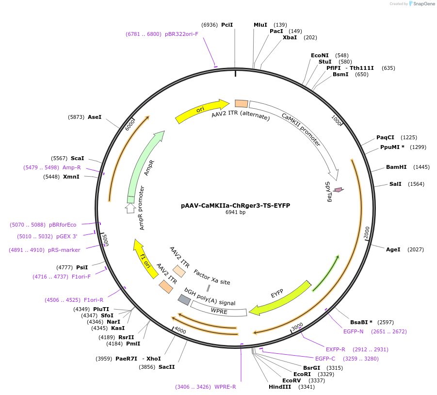 127241-plasmid-map-sequence-id-247096