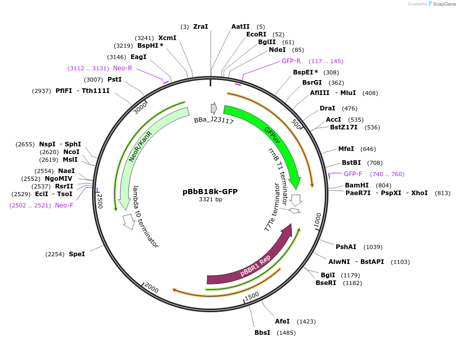 126137-plasmid-map-sequence-id-247097