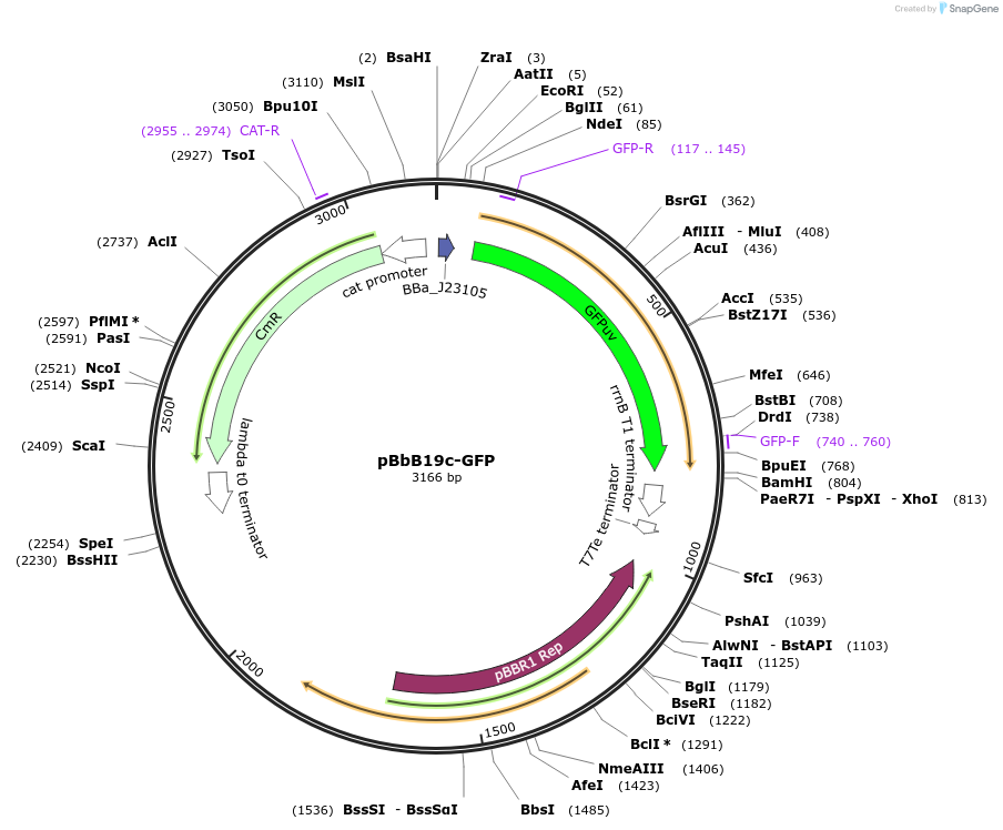 126139-plasmid-map-sequence-id-247100
