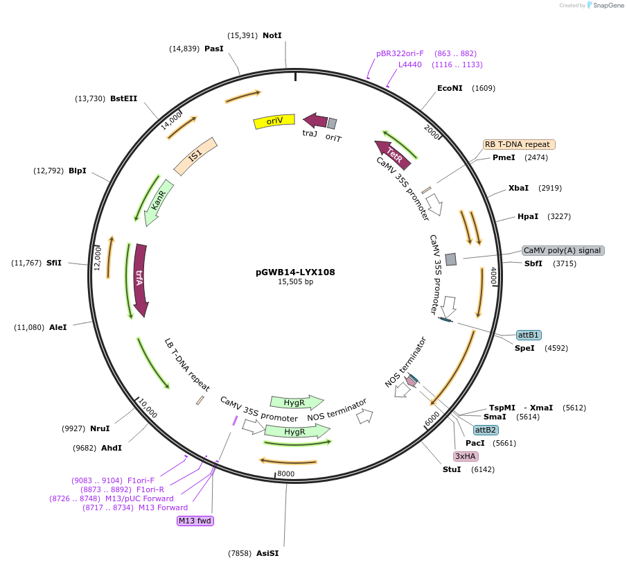 126326-plasmid-map-sequence-id-247101