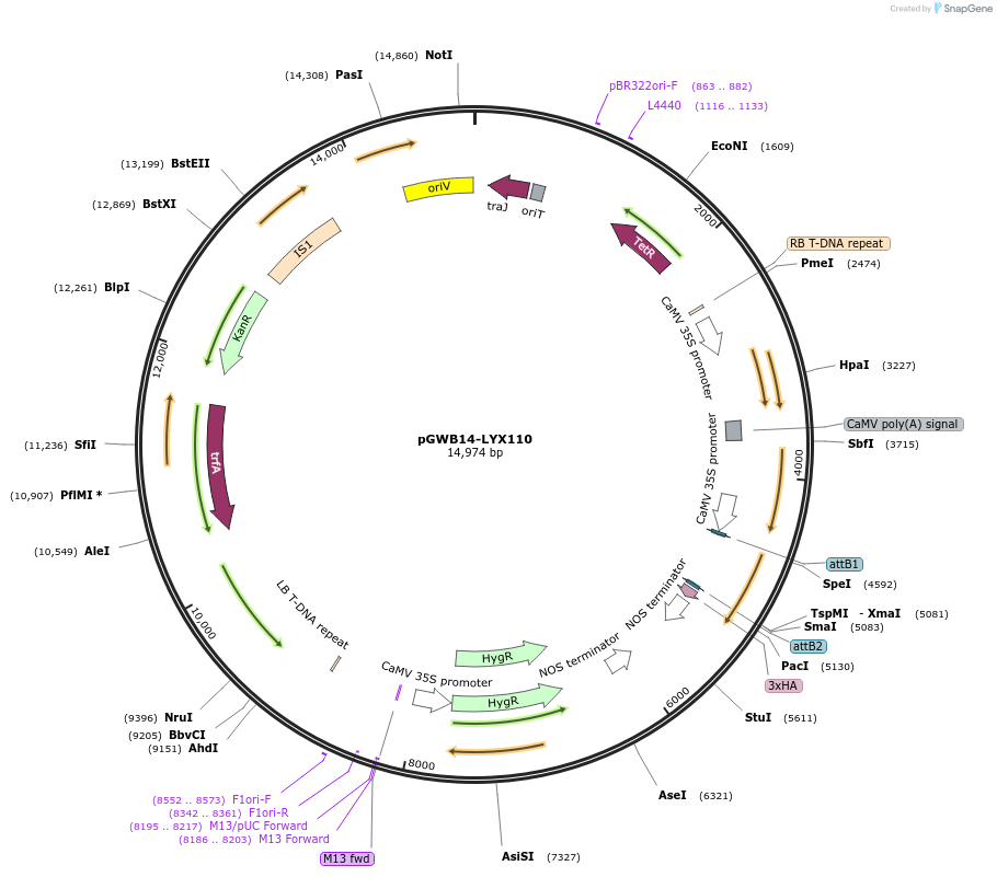 126328-plasmid-map-sequence-id-247104
