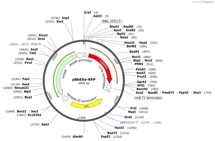 126142-plasmid-map-sequence-id-247107