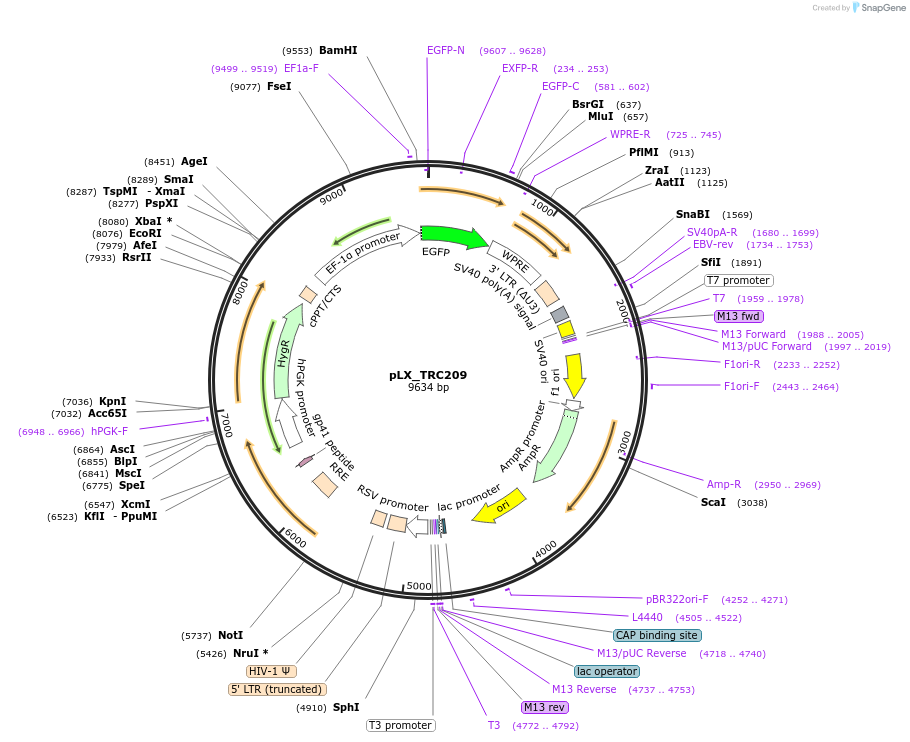 125715-plasmid-map-sequence-id-247125