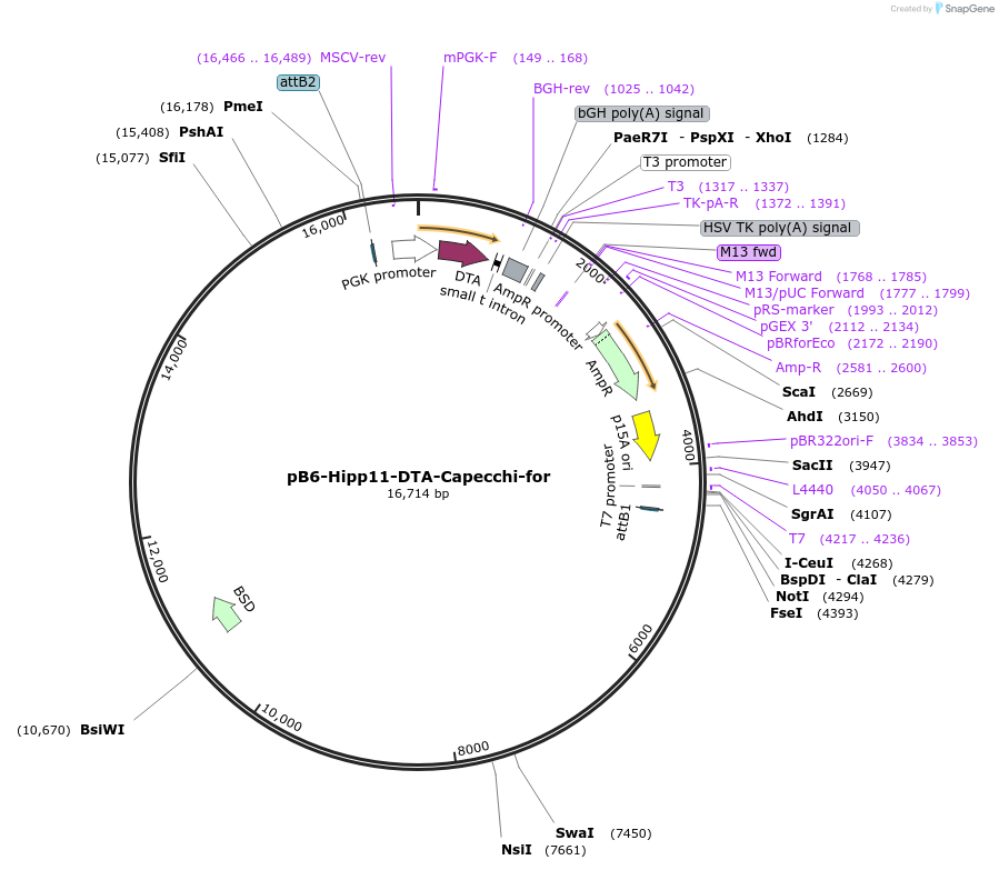 126649-plasmid-map-sequence-id-247127