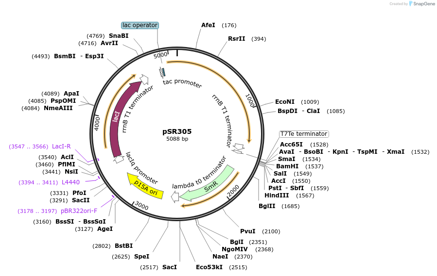 124712-plasmid-map-sequence-id-247132