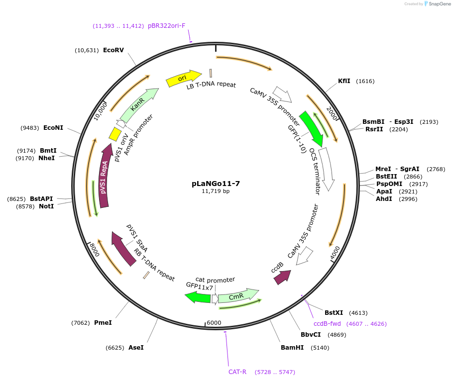126055-plasmid-map-sequence-id-247152