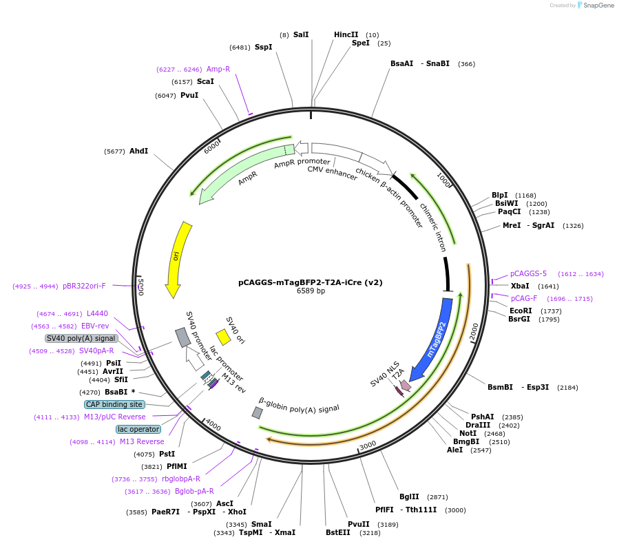 125822-plasmid-map-sequence-id-247153