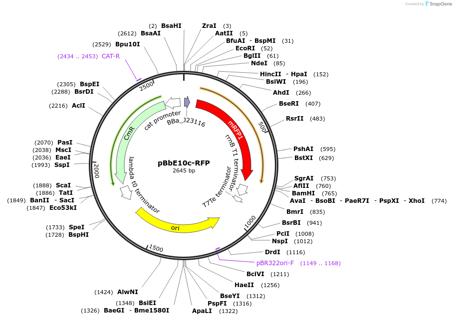 126155-plasmid-map-sequence-id-247172