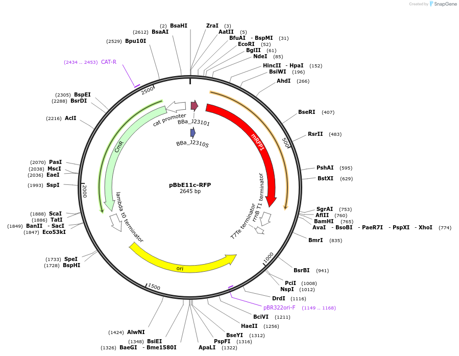 126156-plasmid-map-sequence-id-247173