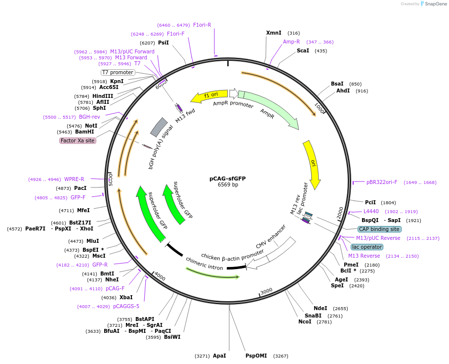 125747-plasmid-map-sequence-id-247196
