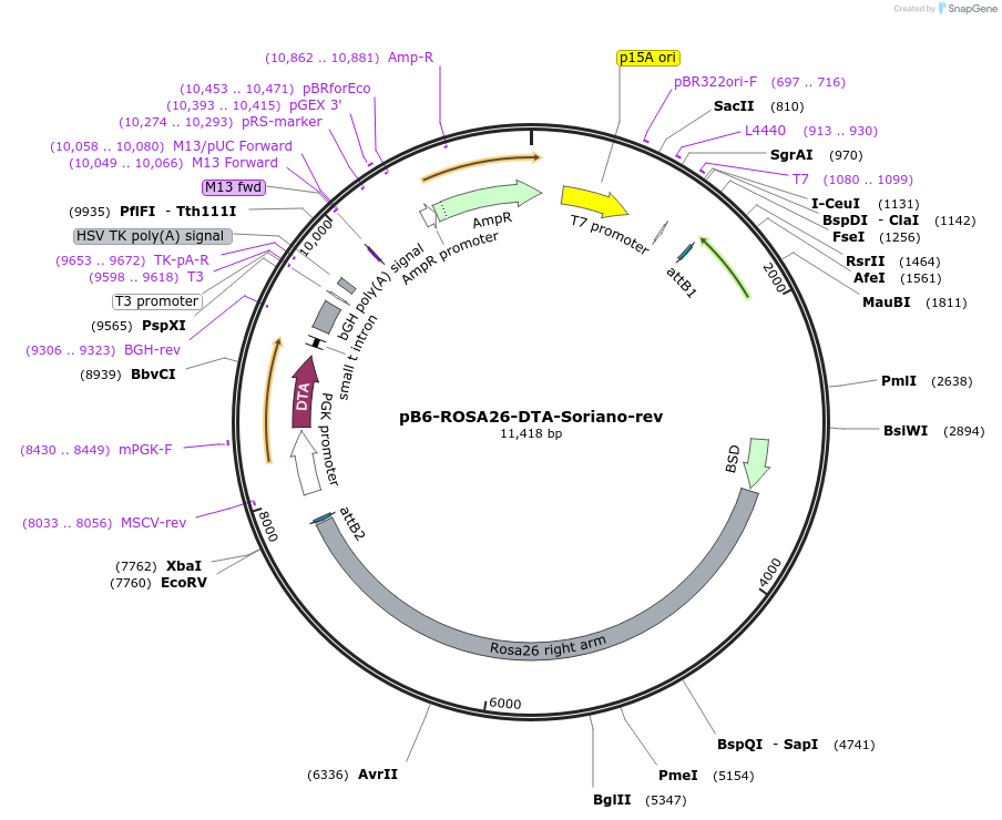 125746-plasmid-map-sequence-id-247203