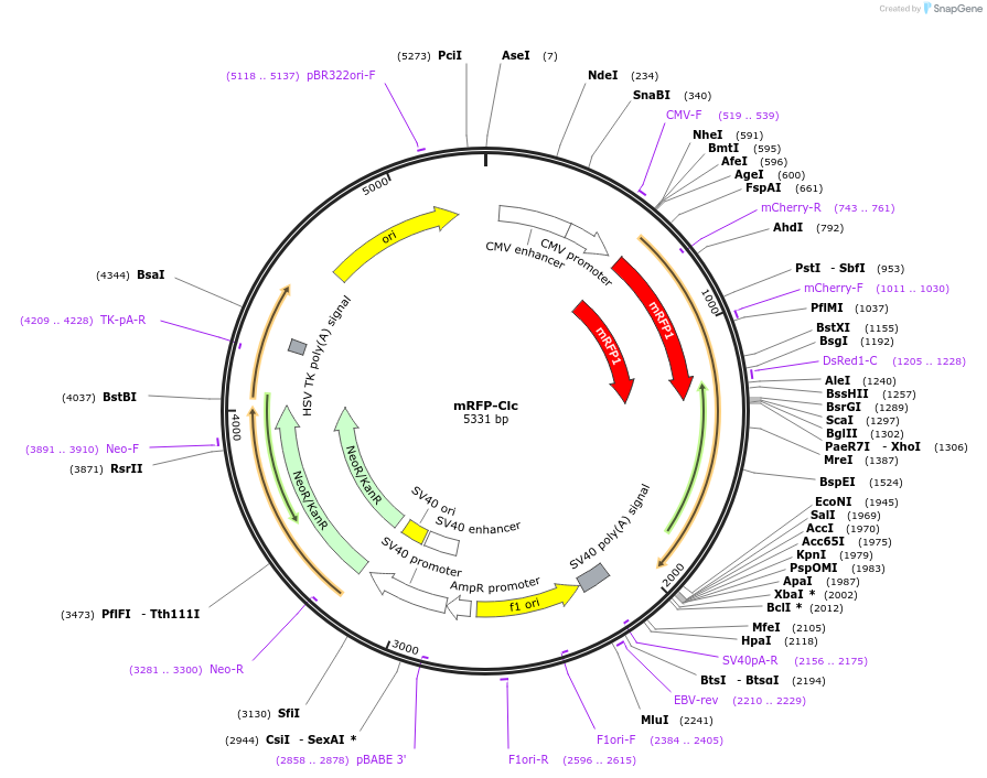 14435-plasmid-map-sequence-id-247243