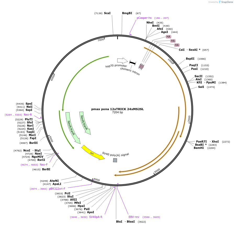 64542-plasmid-map-sequence-id-247244