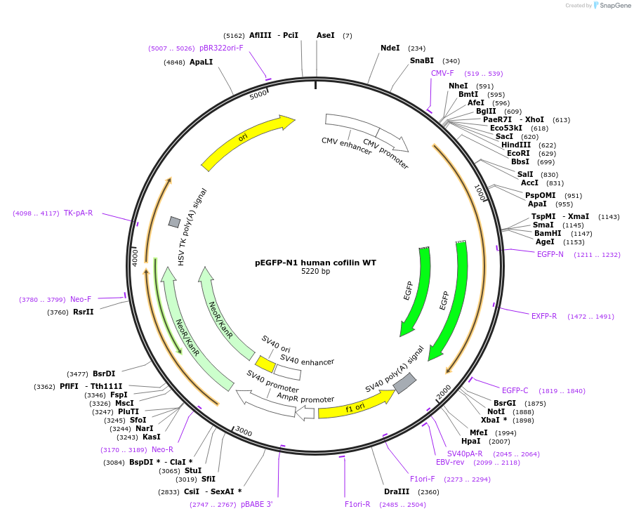 50859-plasmid-map-sequence-id-247247