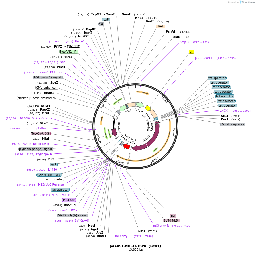 73497-plasmid-map-sequence-id-247304
