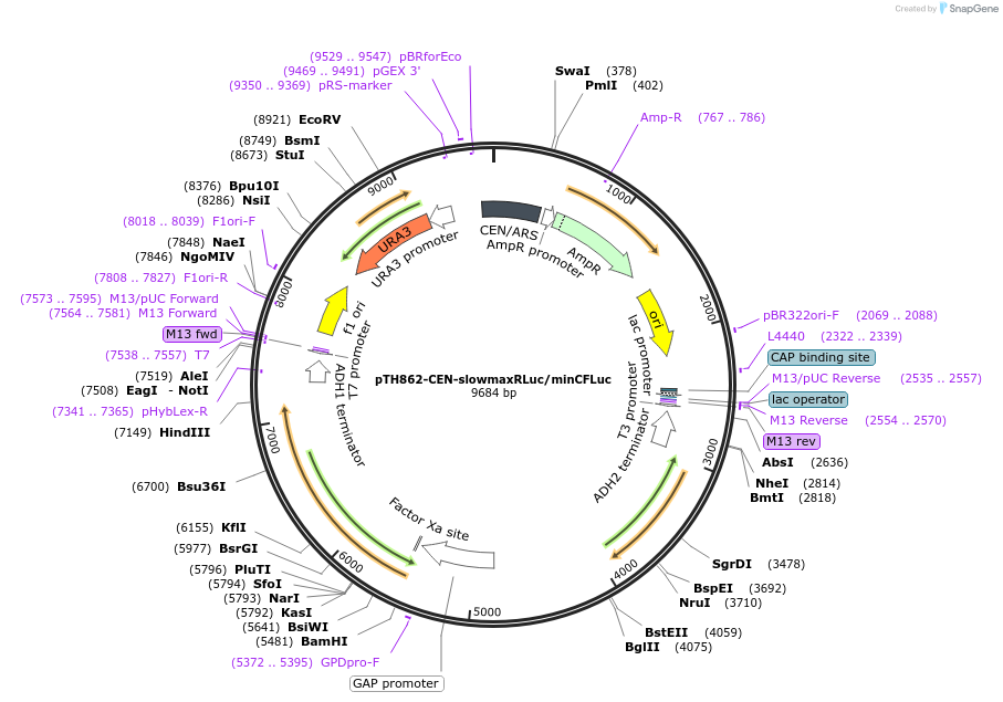 115371-plasmid-map-sequence-id-247306
