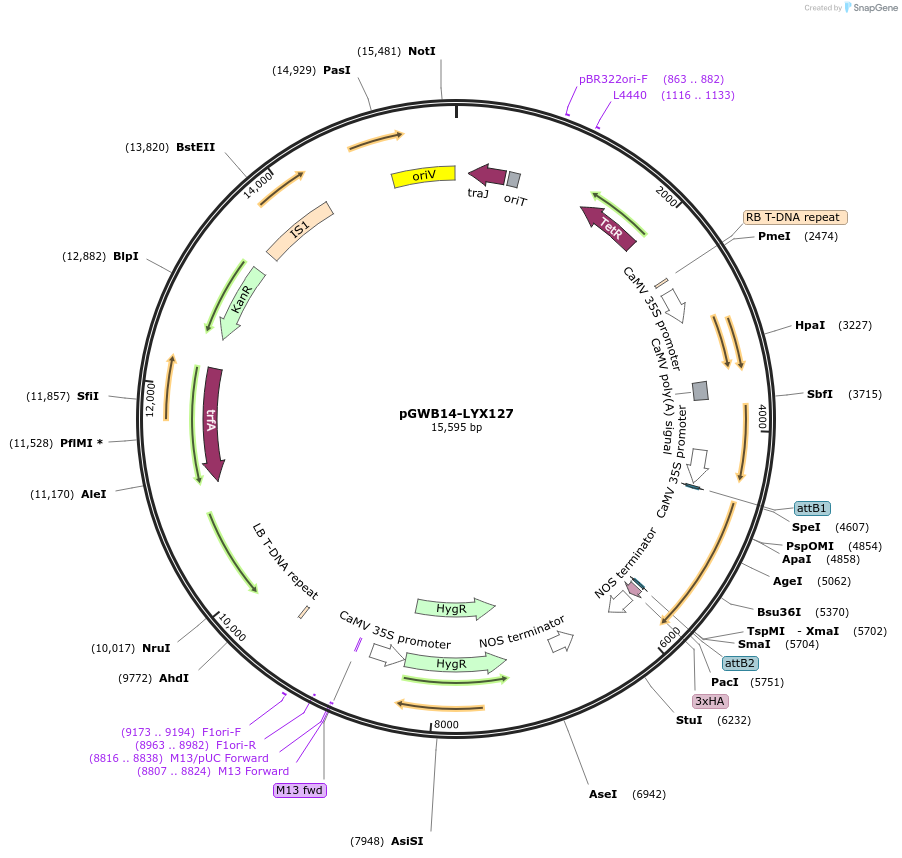 126345-plasmid-map-sequence-id-247452