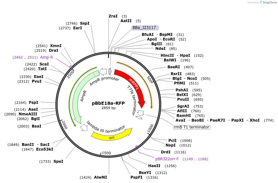 126163-plasmid-map-sequence-id-247460